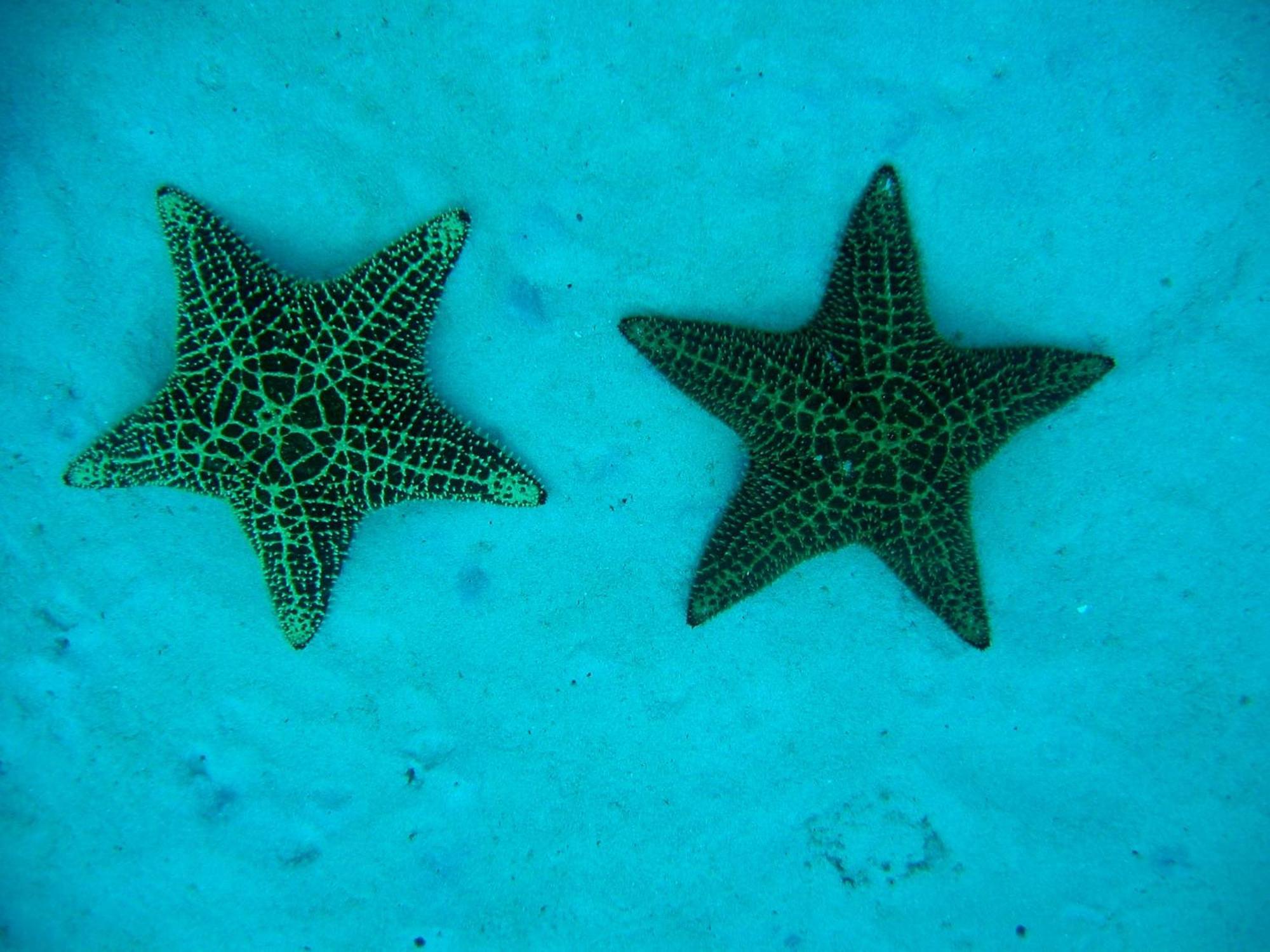 B&B Villa Luna Bayahibe Exteriör bild