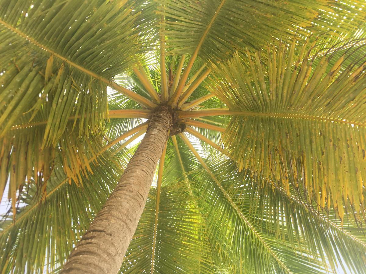 B&B Villa Luna Bayahibe Exteriör bild